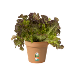 green basics pot de culture 11cm terre cuite doux